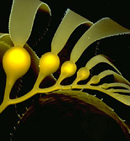 sea-kelp2.jpg